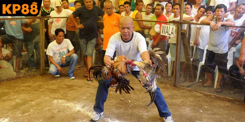 Các hình thức thi đấu kê chiến đầy kịch tính