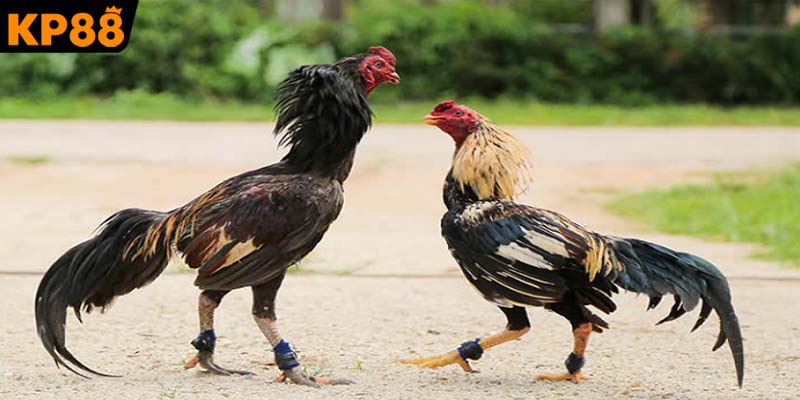 Bí quyết chọn chiến kê bất bại hôm nay