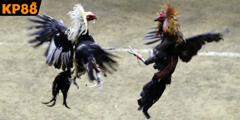 Đấu trường chuyên nghiệp của bộ môn đá gà tre 5