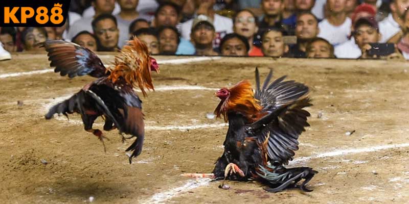 Kỹ thuật chăm sóc chiến kê đá gà nòi C1