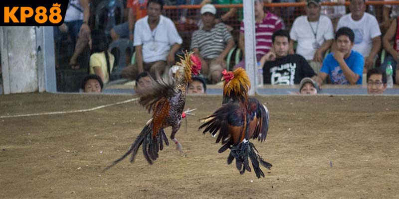 Nghiên cứu thông số trận đấu trước khi đặt cược